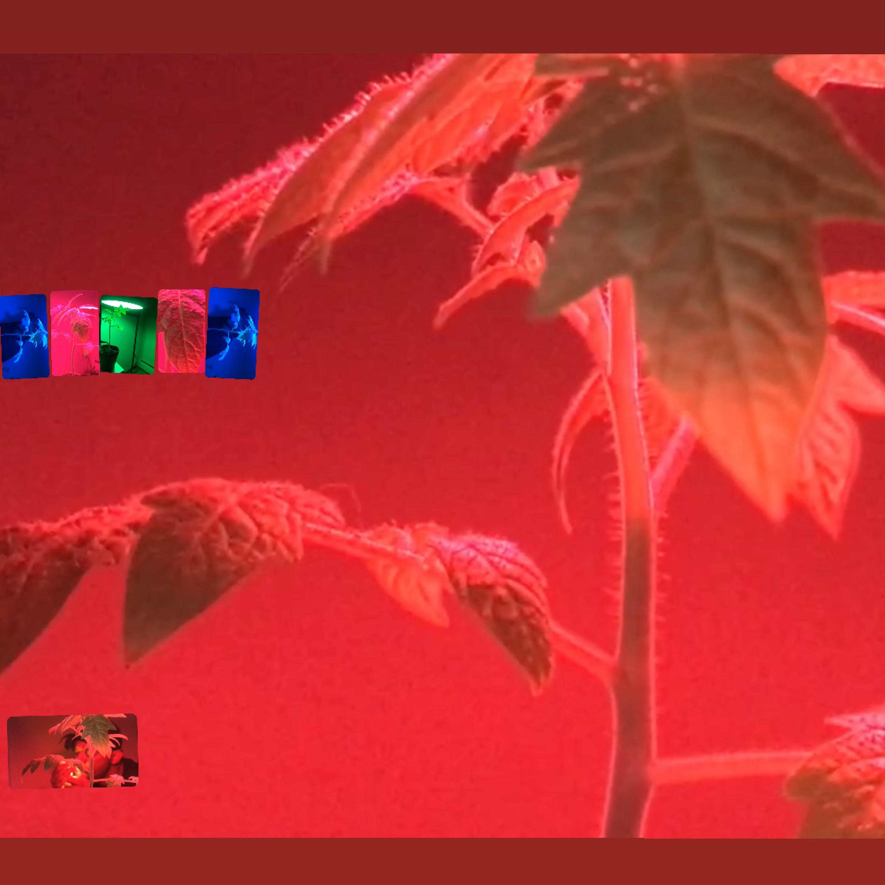 LONDON 71 (feat. Juice Lord)