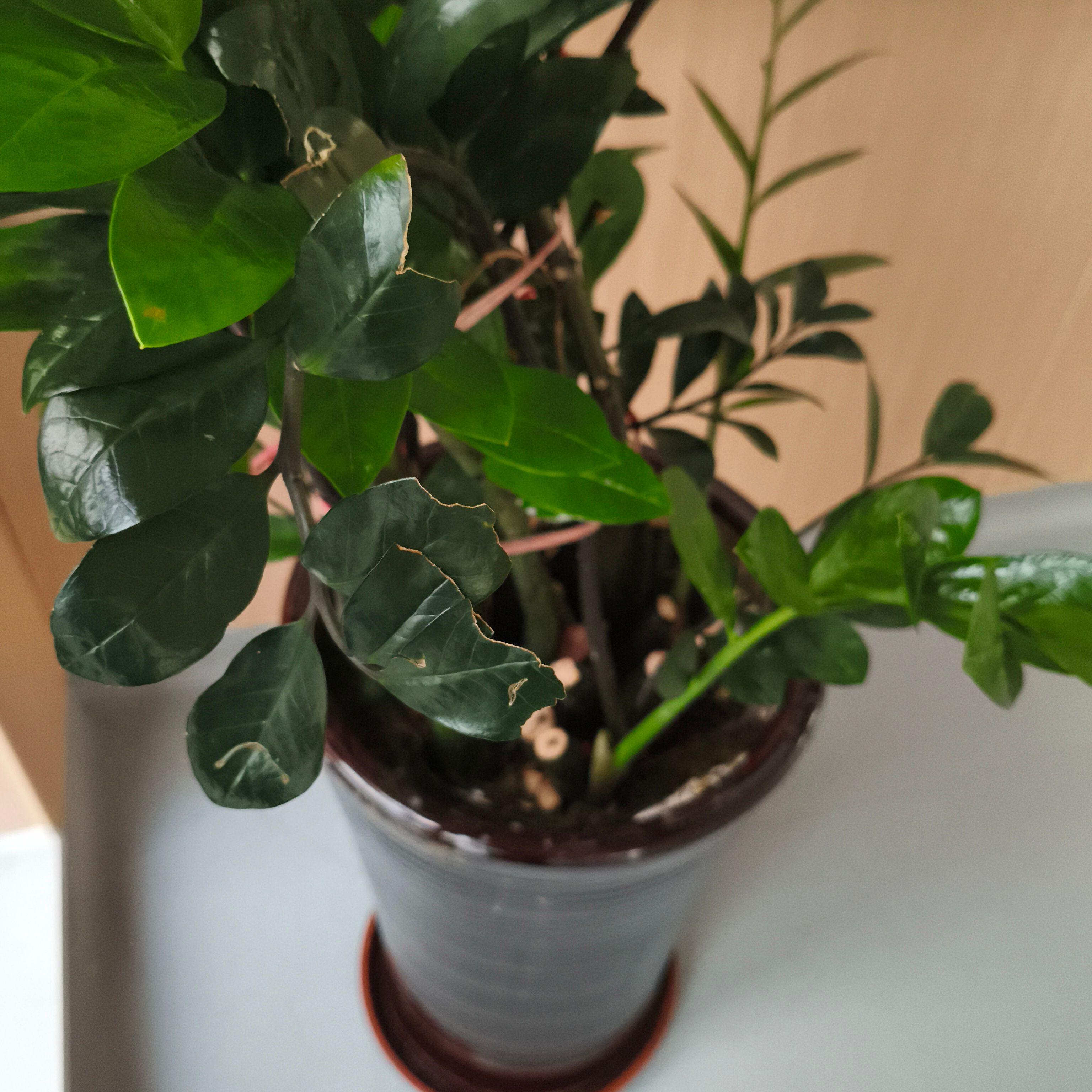 玉珠