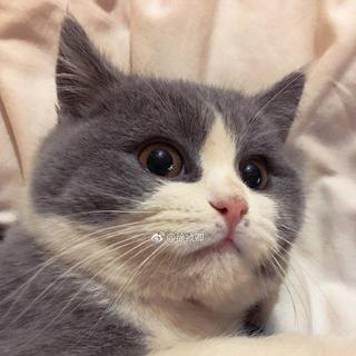 猫咪最爱听的催眠曲