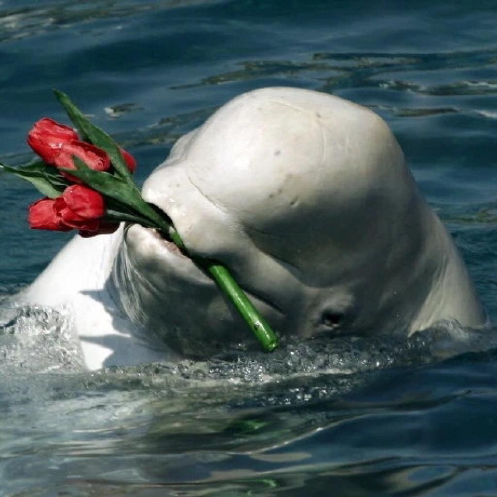 Дельфин с цветком