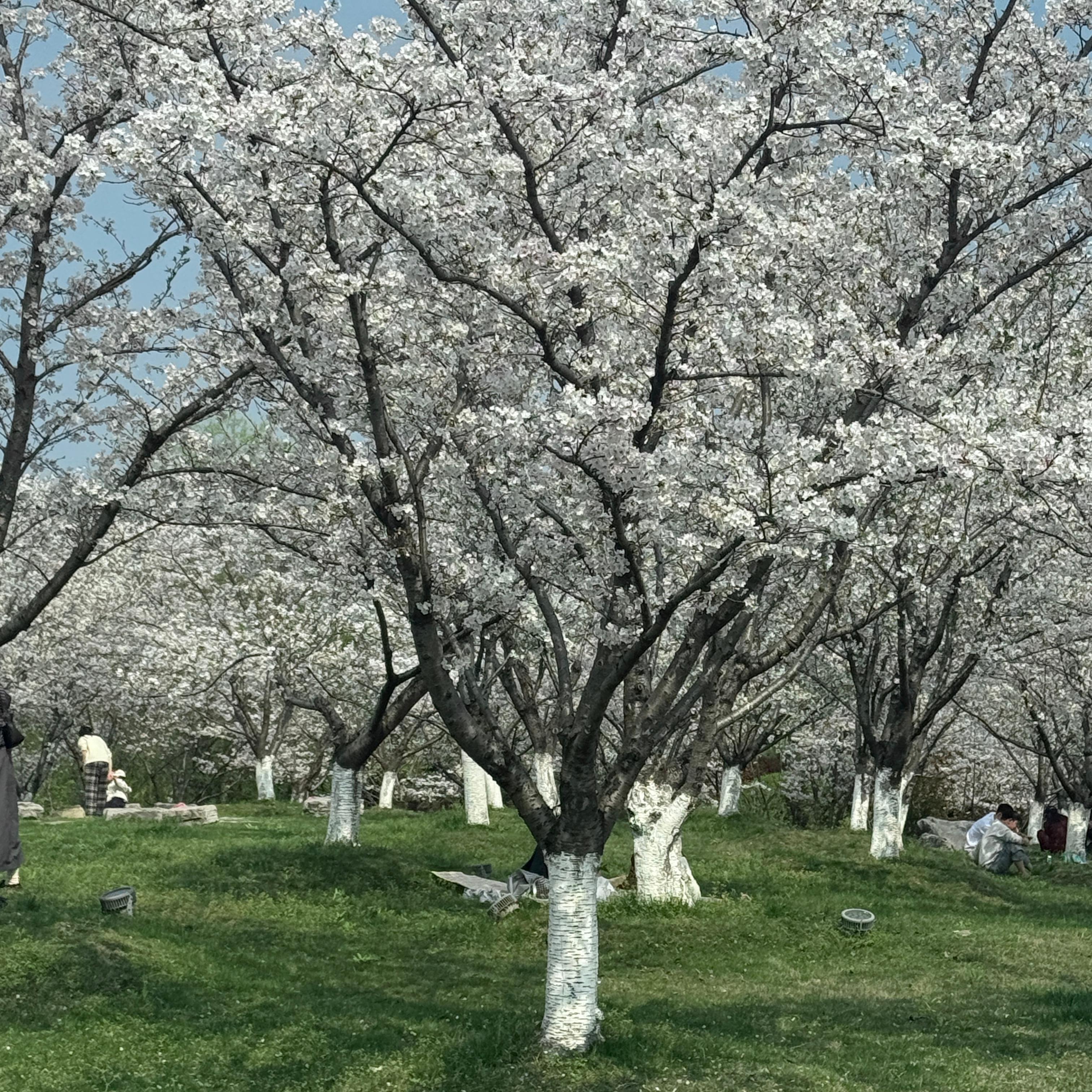 一 个 白 羊 座 女 生 的 歌 单 | 在线播放 | 网易云音乐