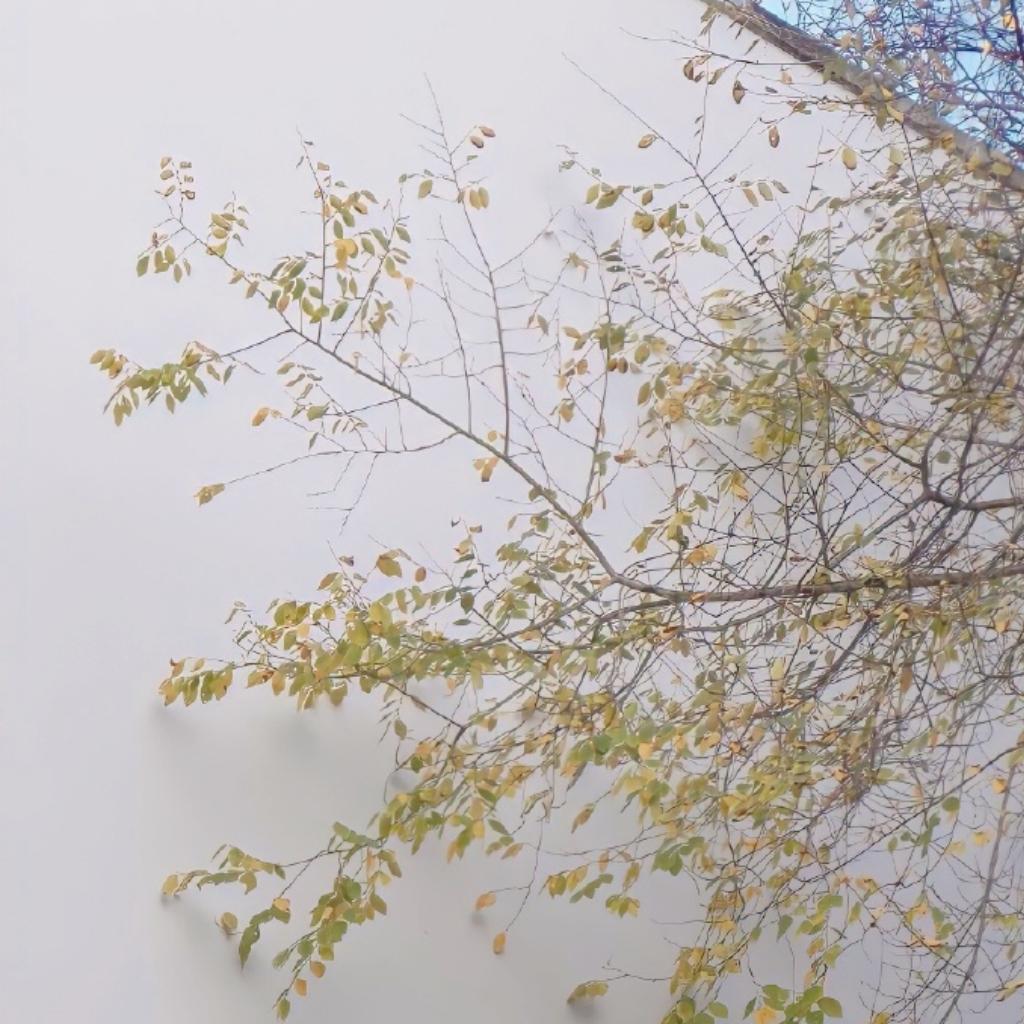 Fairy Lee的歌单