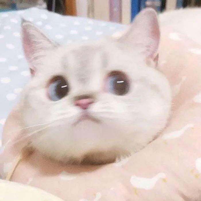 深度睡眠专用♫安眠曲ღ