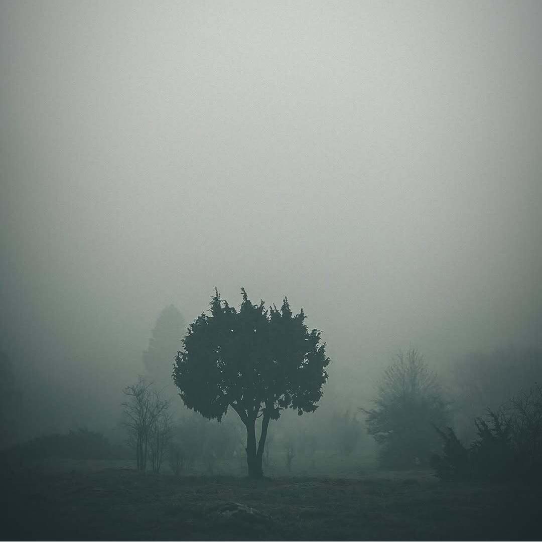 FOREST专辑