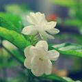 Jasmine Flower