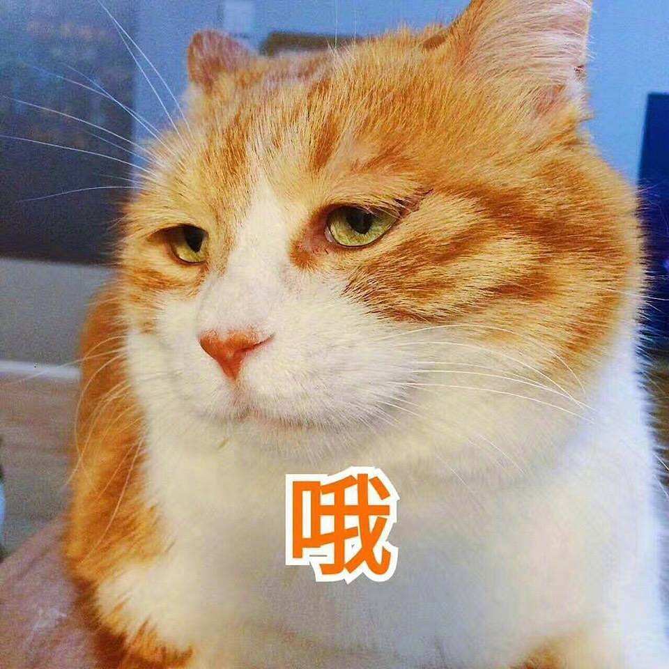 一地猫毛专辑