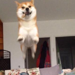 是庸佛系听法