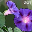 Morning Glory
