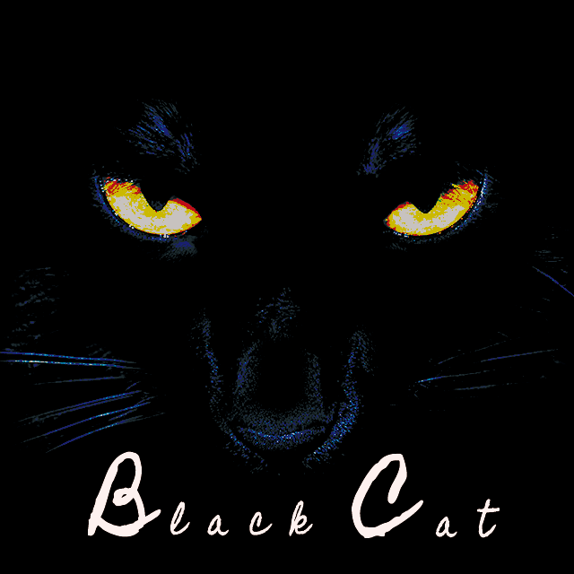 野猫