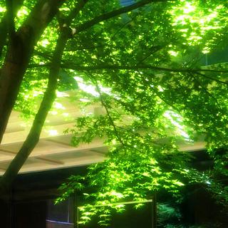 森系/夏/春/治愈 舒缓 清新 纯音乐