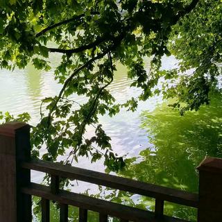 轻音乐/我生命里那磅礴的绿 终成哗然的春