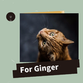 For Ginger