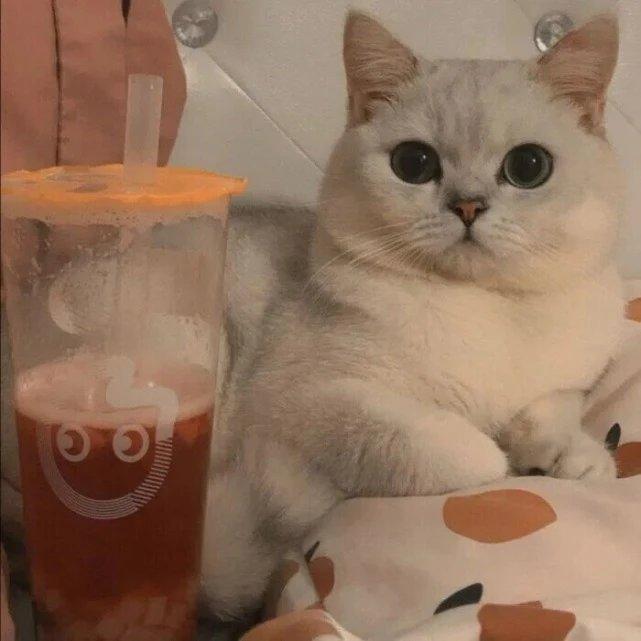 下辈子做一只猫吧 | 在线播放 | 网易云音乐