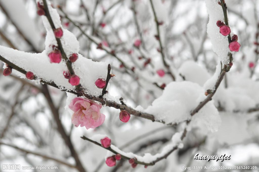 红梅白雪知专辑