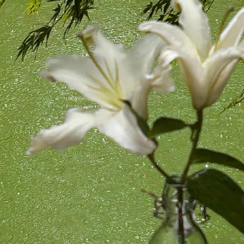 女儿心如水（甜美女声cover）