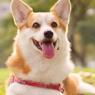 惊艳你的音色转换°欧美