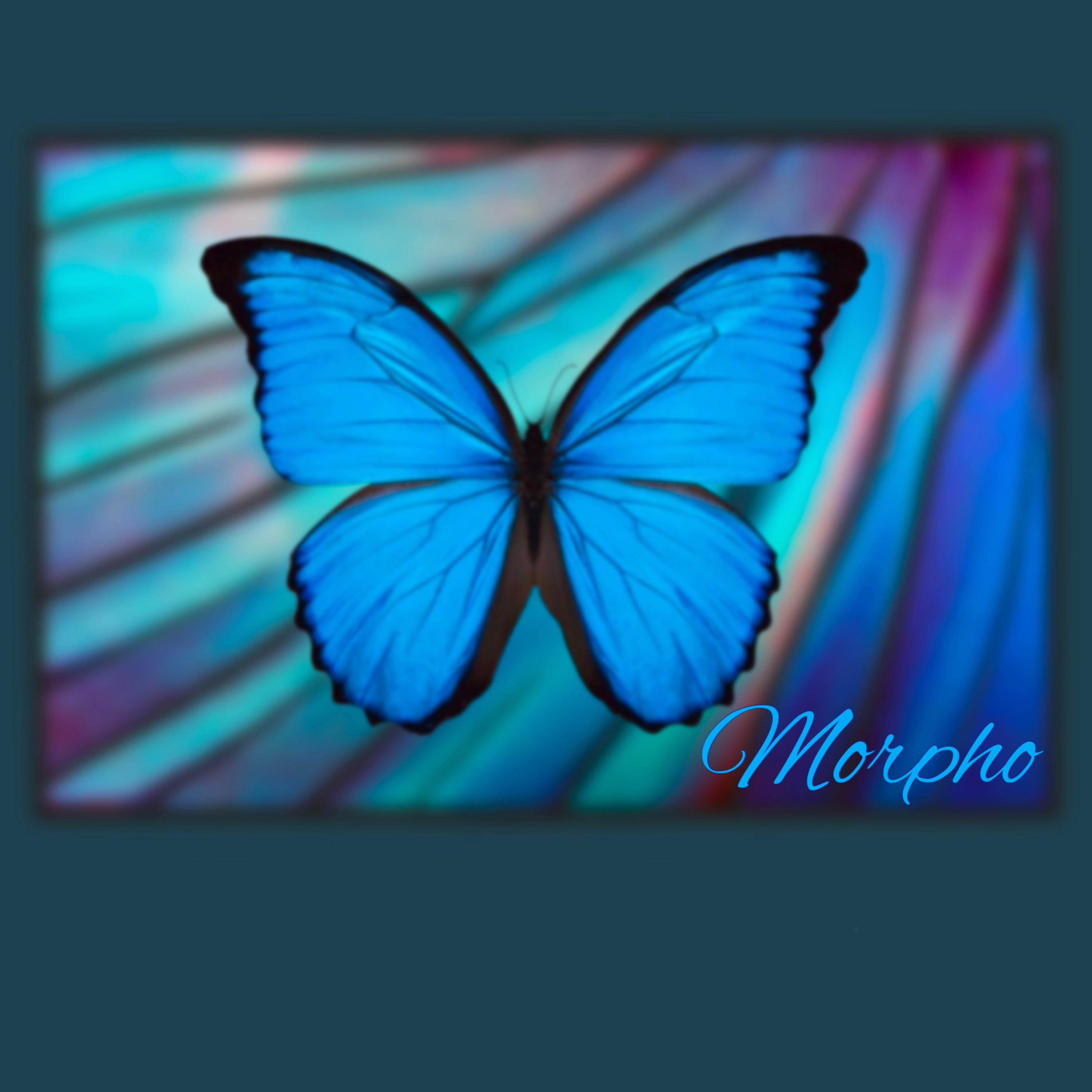 Bufflehead (feat. Syncatto)