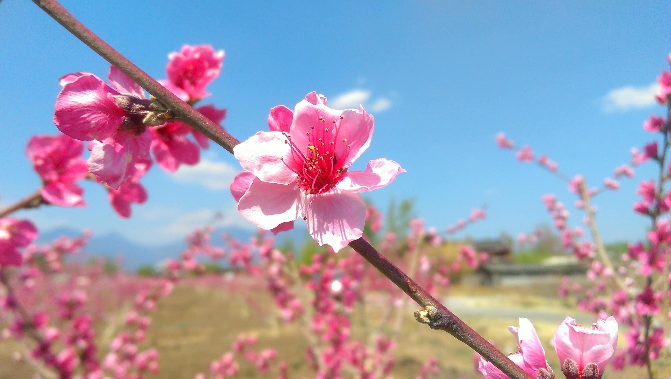 春风专辑