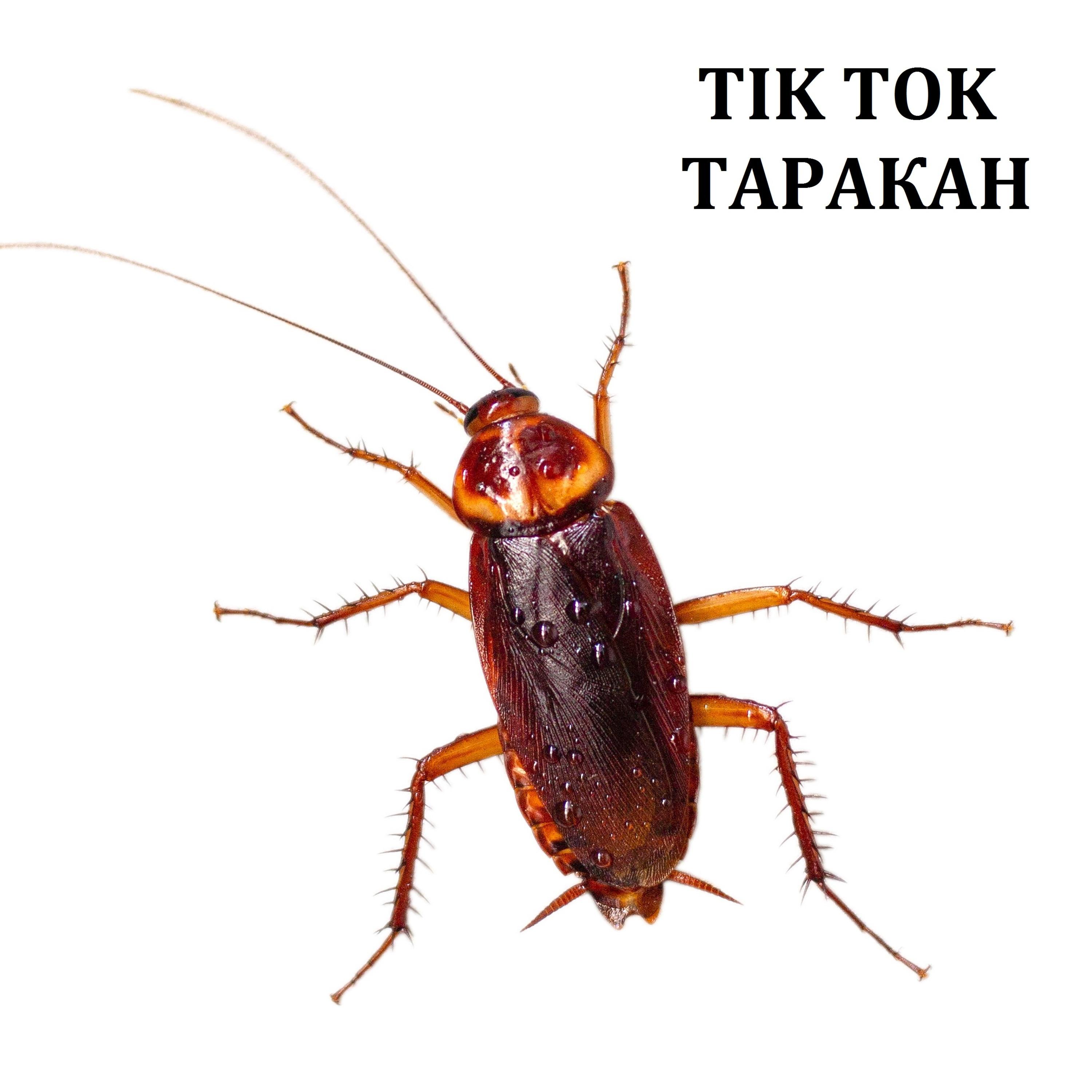 Таракан