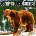 Carnivorous Mammal Sounds