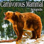 Carnivorous Mammal Sounds专辑