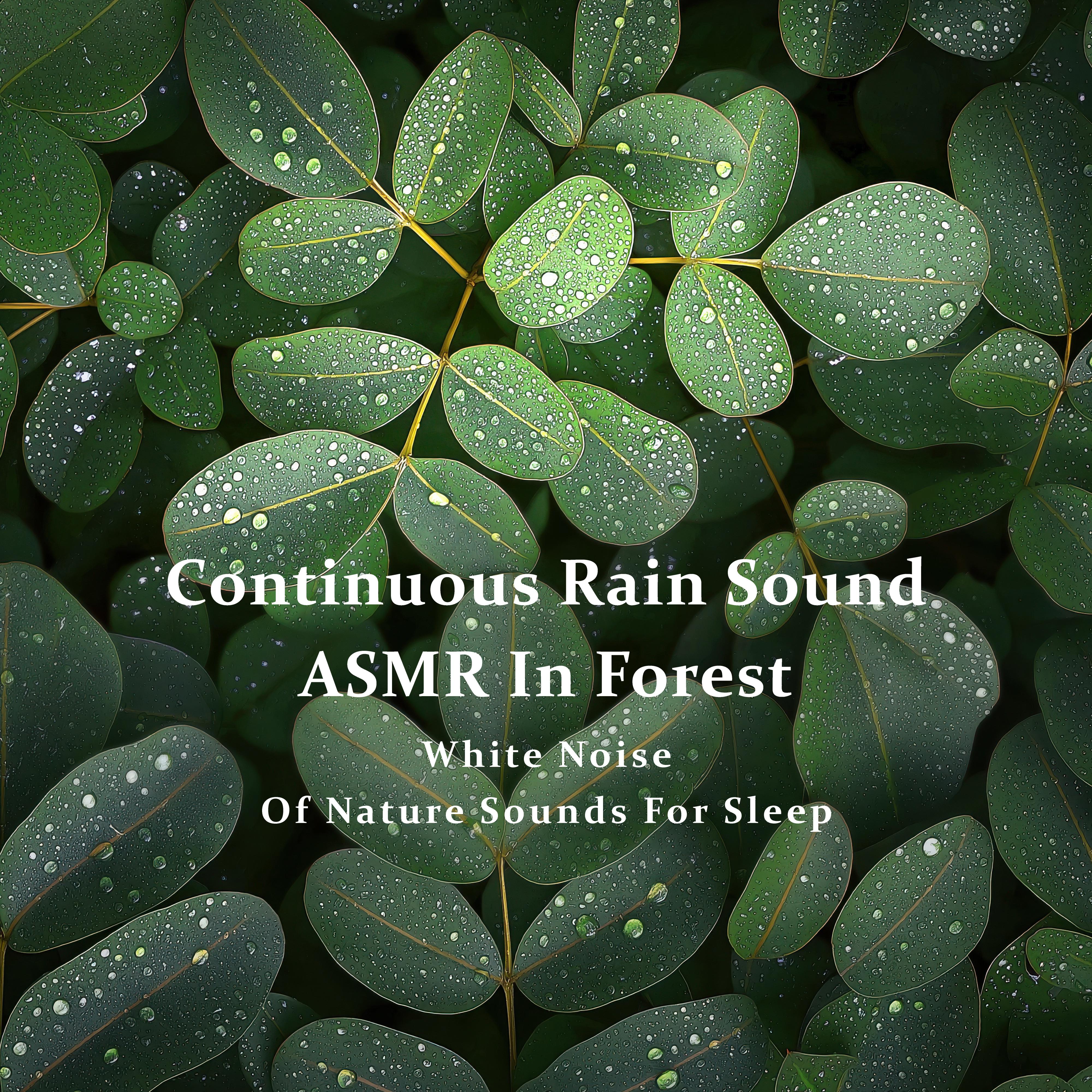 连续不间断森林雨声ASMR - 睡眠白噪音自然之声专辑
