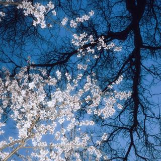 春和景明：“日暮春山绿，我心清且微”