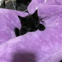 【自用慎入】死亡金属/碾/残死/血核/新金属
