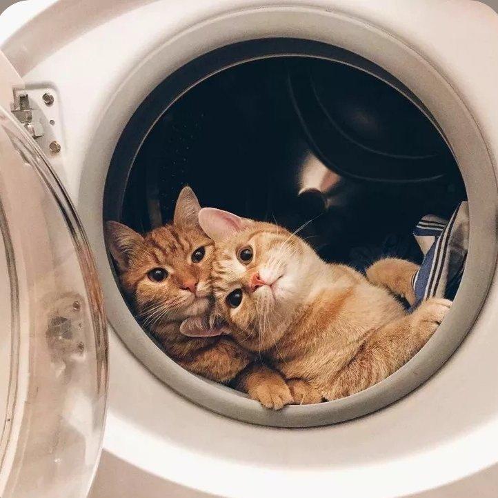 適合猫咪聽的有趣音樂