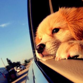 【华语】我该如何度过漫漫长夜