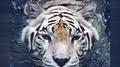 White Tiger (Samuraii Edit)专辑