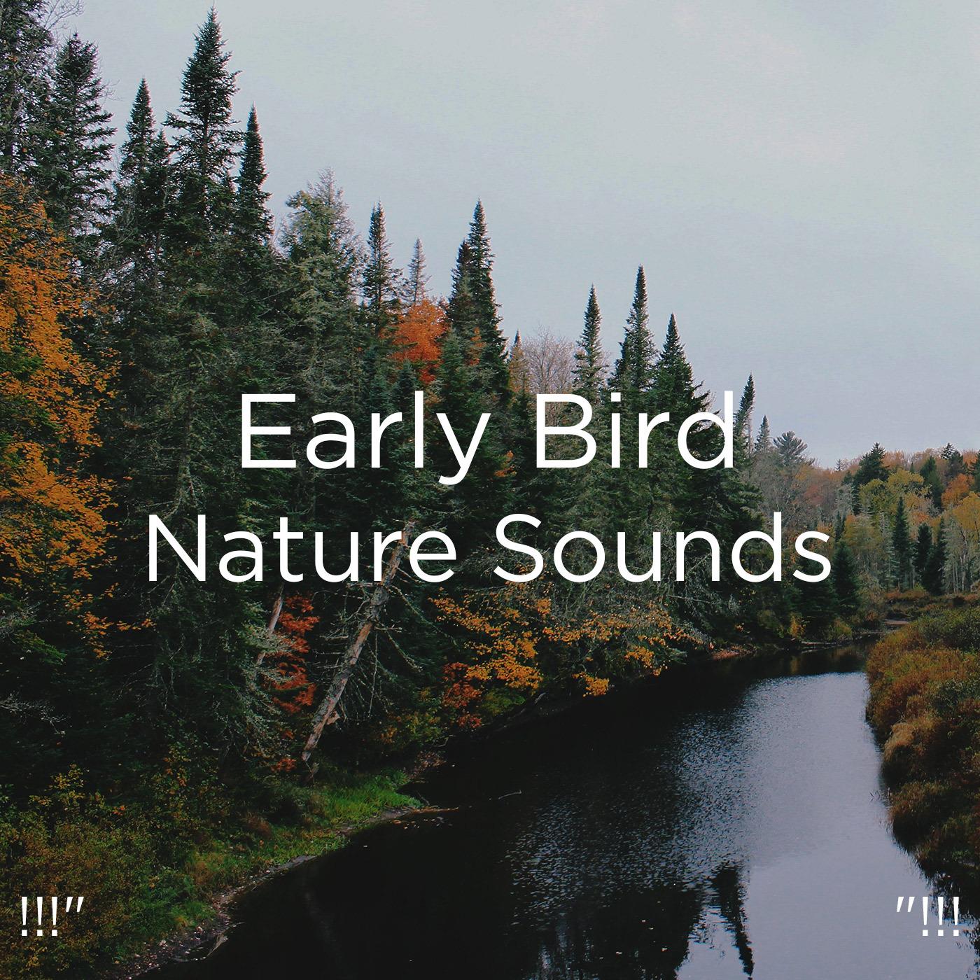 !!!" Early Bird Nature Sounds "!!!