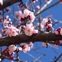 晨鹰：花为媒（缺女声）伴奏