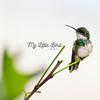 Patricia - My Little Bird (Jodie's Song)