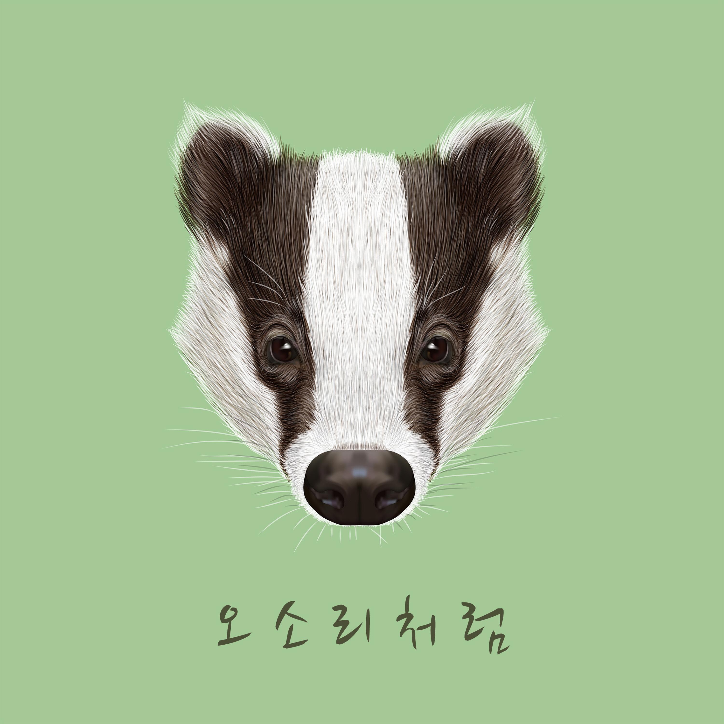 오소리처럼