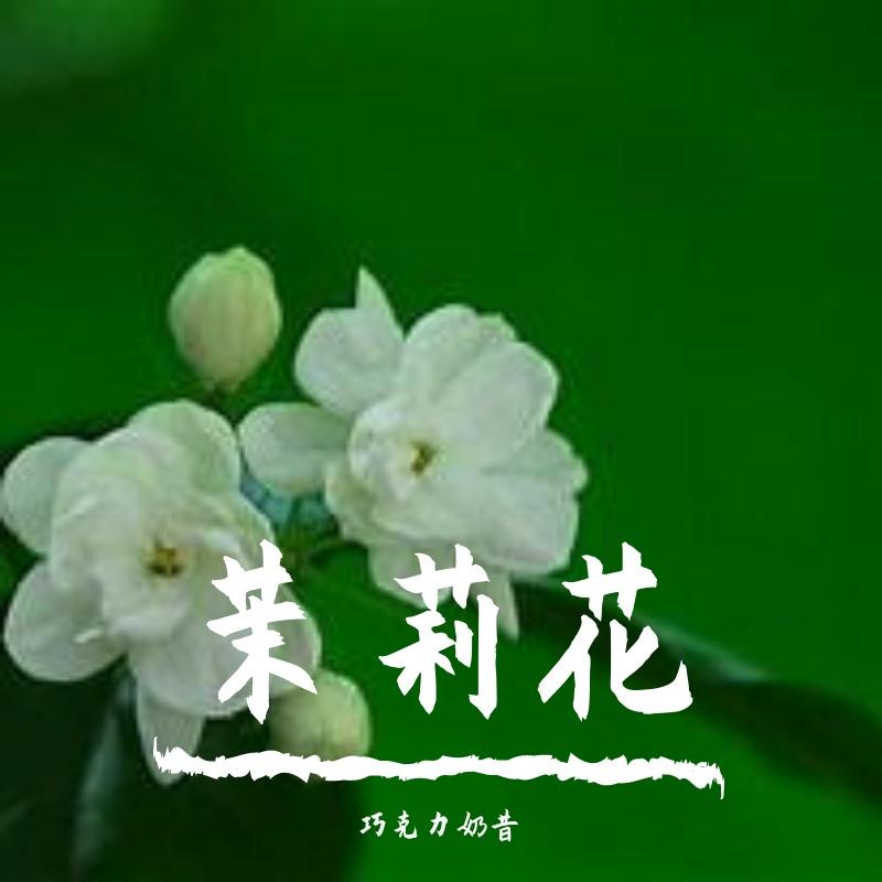 Jasminum sambac（扬琴&笛子）