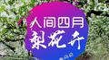 梨花海专辑