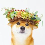 落笔如云烟