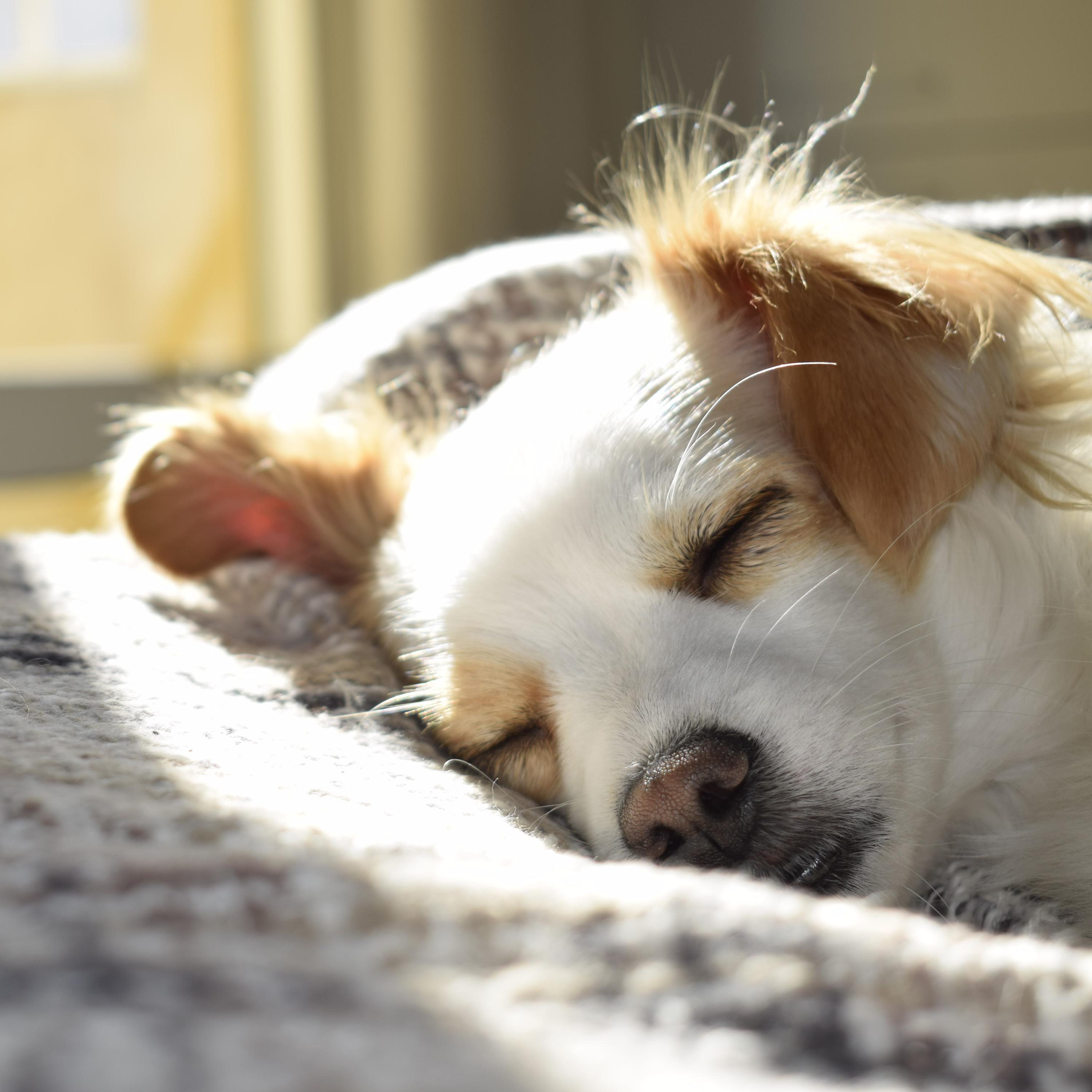 Autumn Chill Playlist: 45 Soothing Songs to Help You Sleep