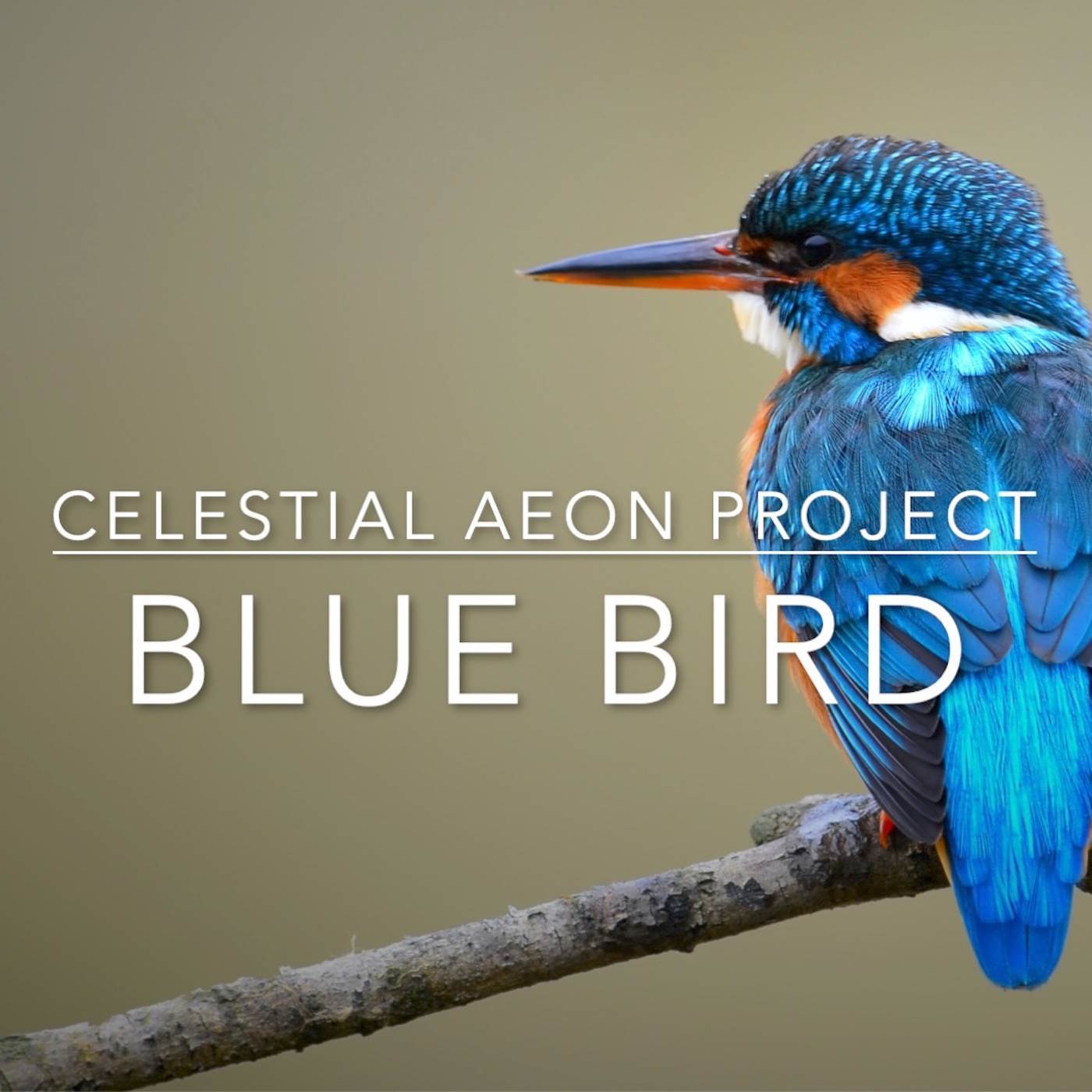 Blue Bird (From "Naruto Shippuden")