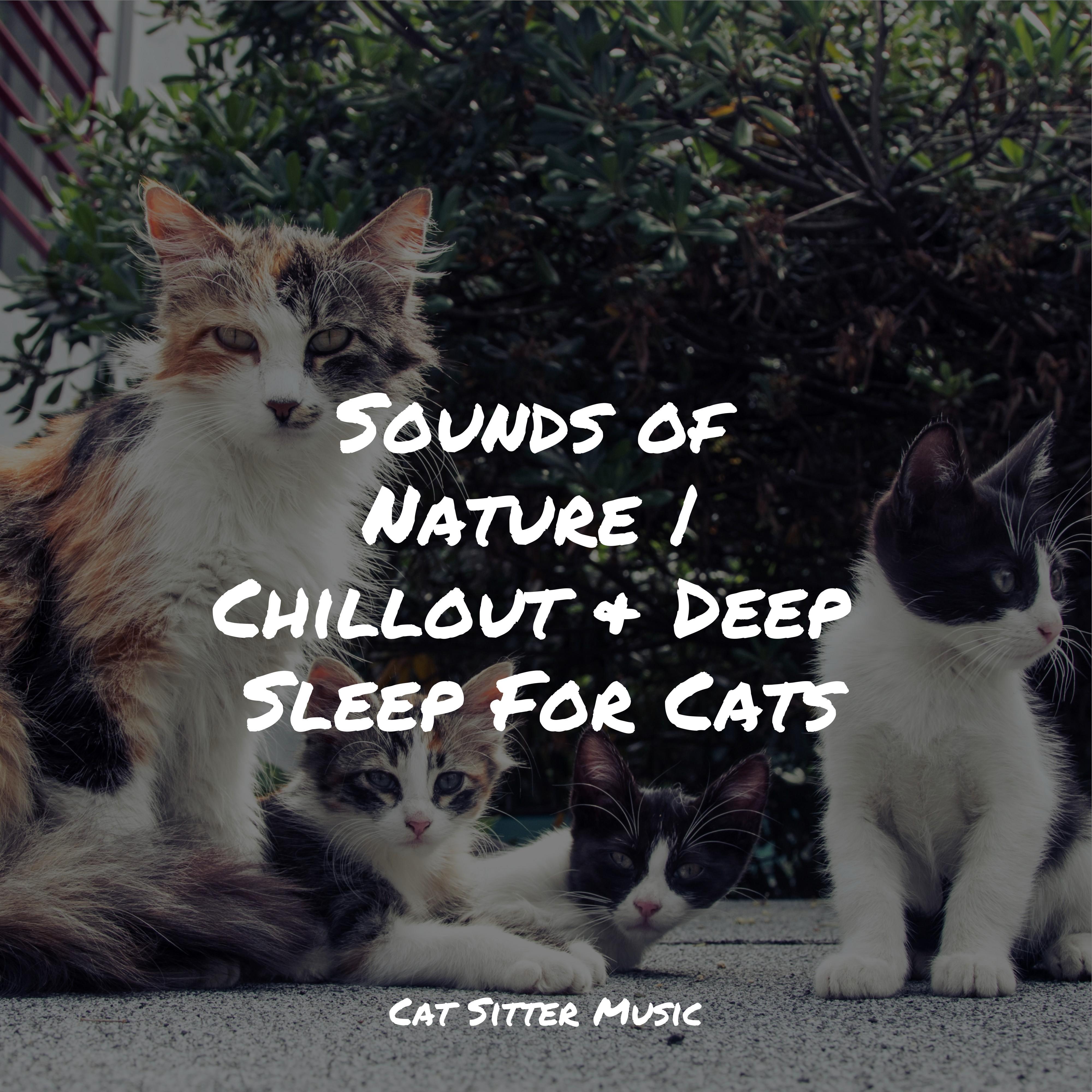 Jazz Music for Cats - Welness and Mindfulness
