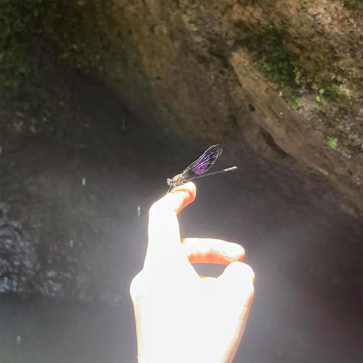 小满 (Chrysalis)专辑