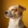 Tranquilizante para Perros - Los Ladridos Se Desvanecen En Sonidos Serenos