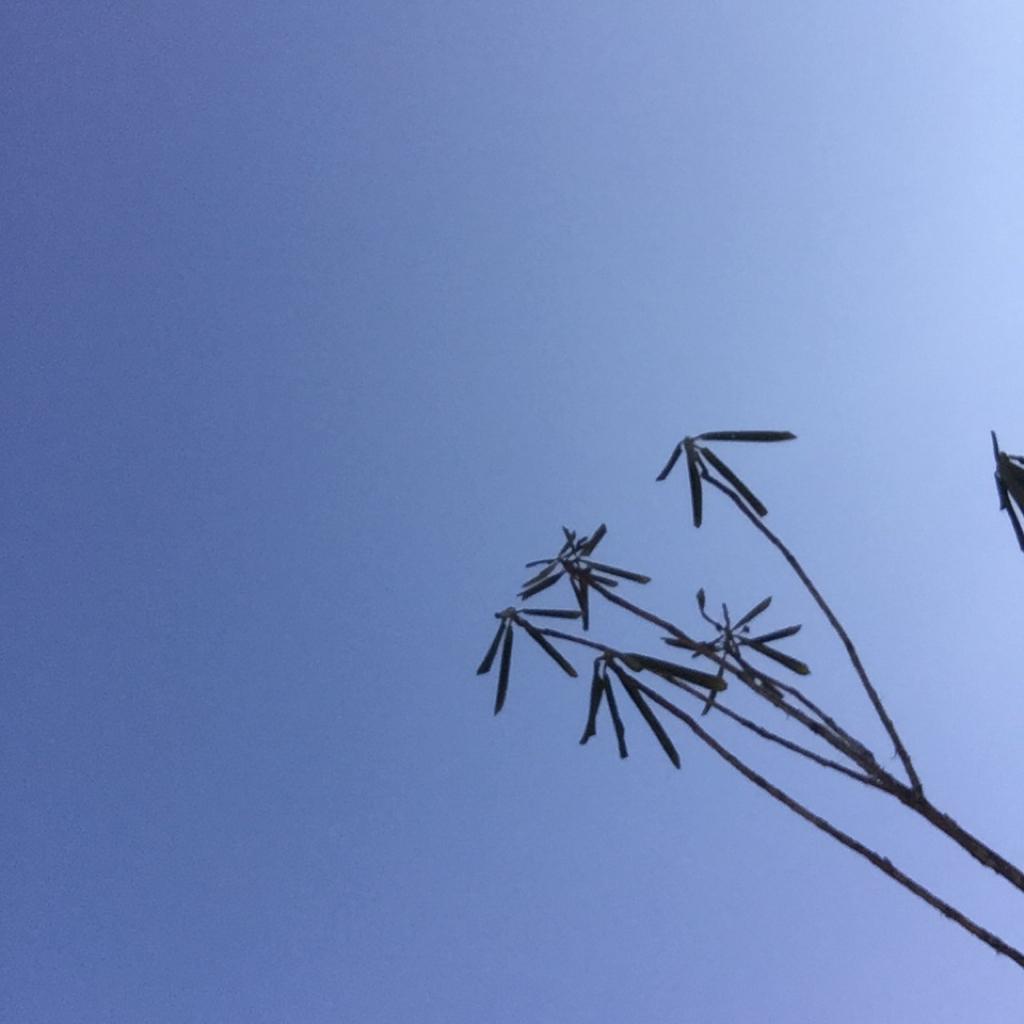 花粥／陈粒／谢春花／jam／张悬