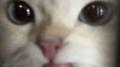 Pretty Cat