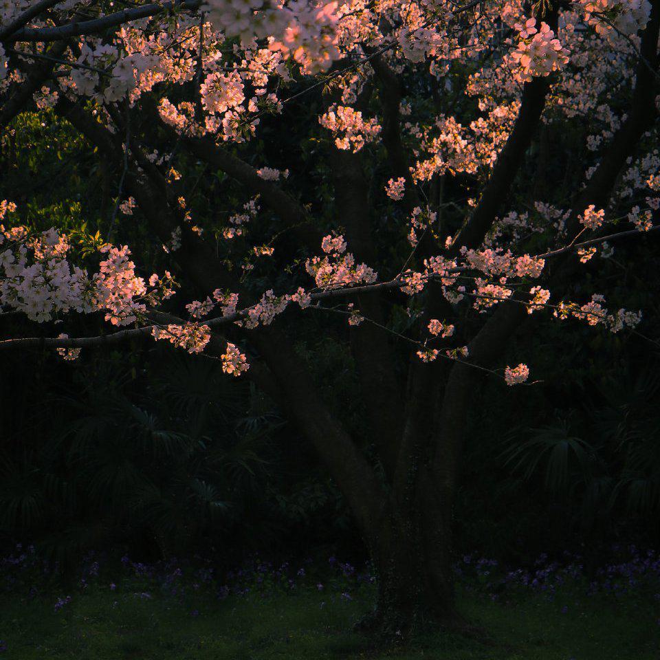 “花一定会再开”