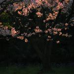 “花一定会再开”