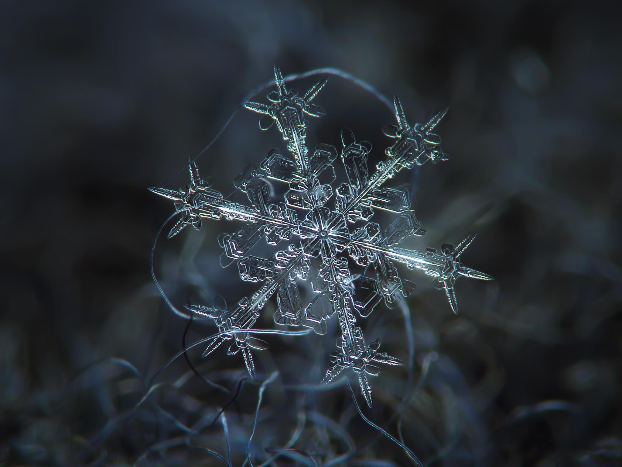 雪姑娘专辑