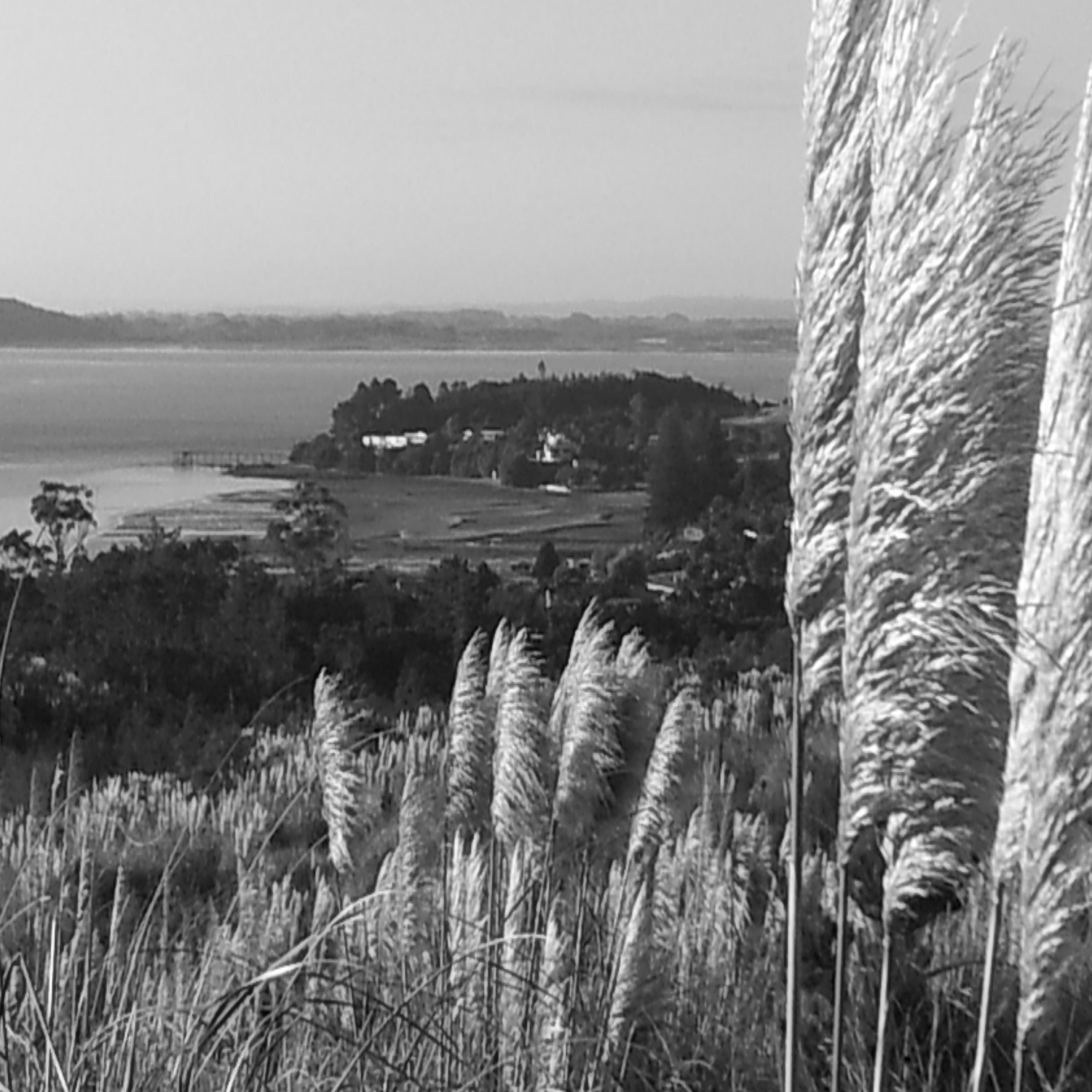 TINOPAI BREEZES