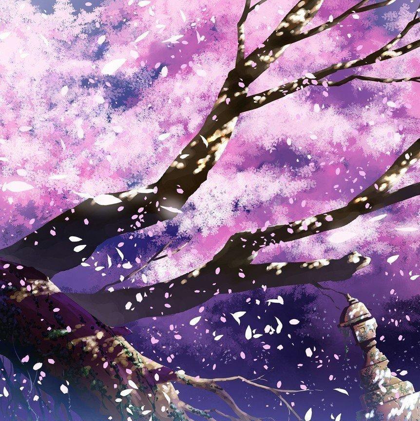 （日语）雨后清晨的樱花味儿空气